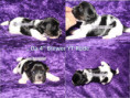 /album/farbpracht-yorkshire-terrier-bereit-fur-die-reservierung/da-4-rude-jpg/